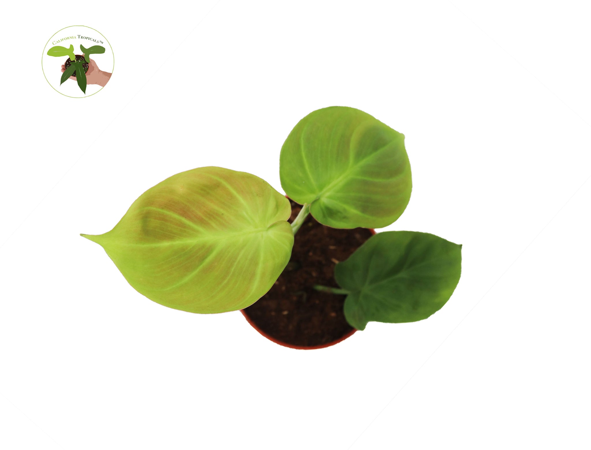 philodendron camposportoanum australia Philodendron Camposportoanum 4" -from California Tropicals