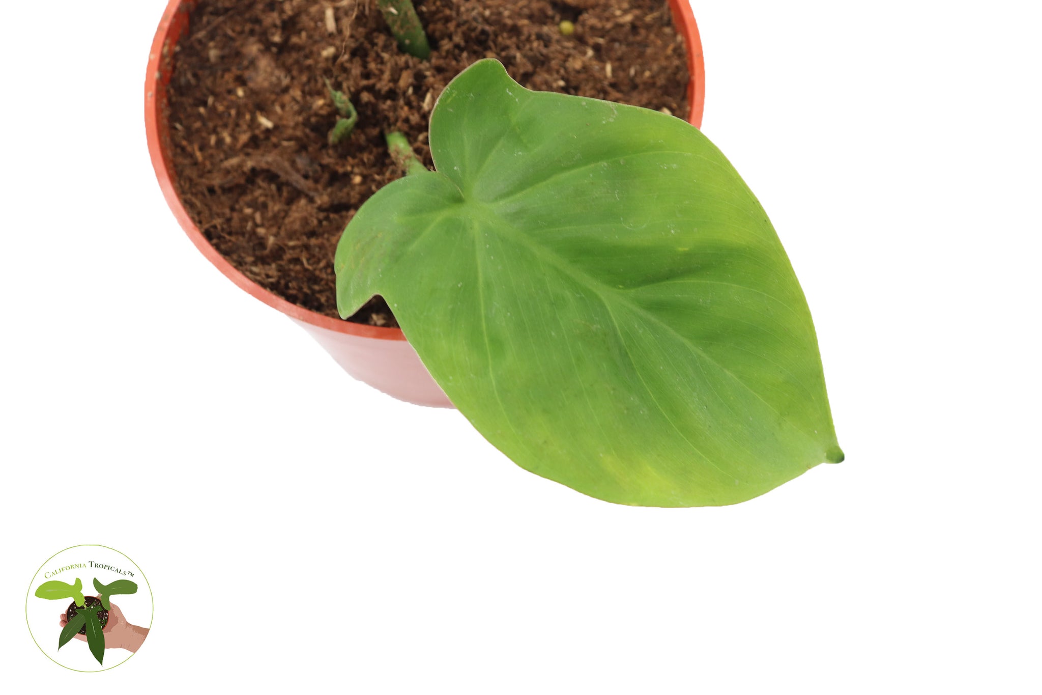 philodendron campo Philodendron Camposportoanum 4" -from California Tropicals