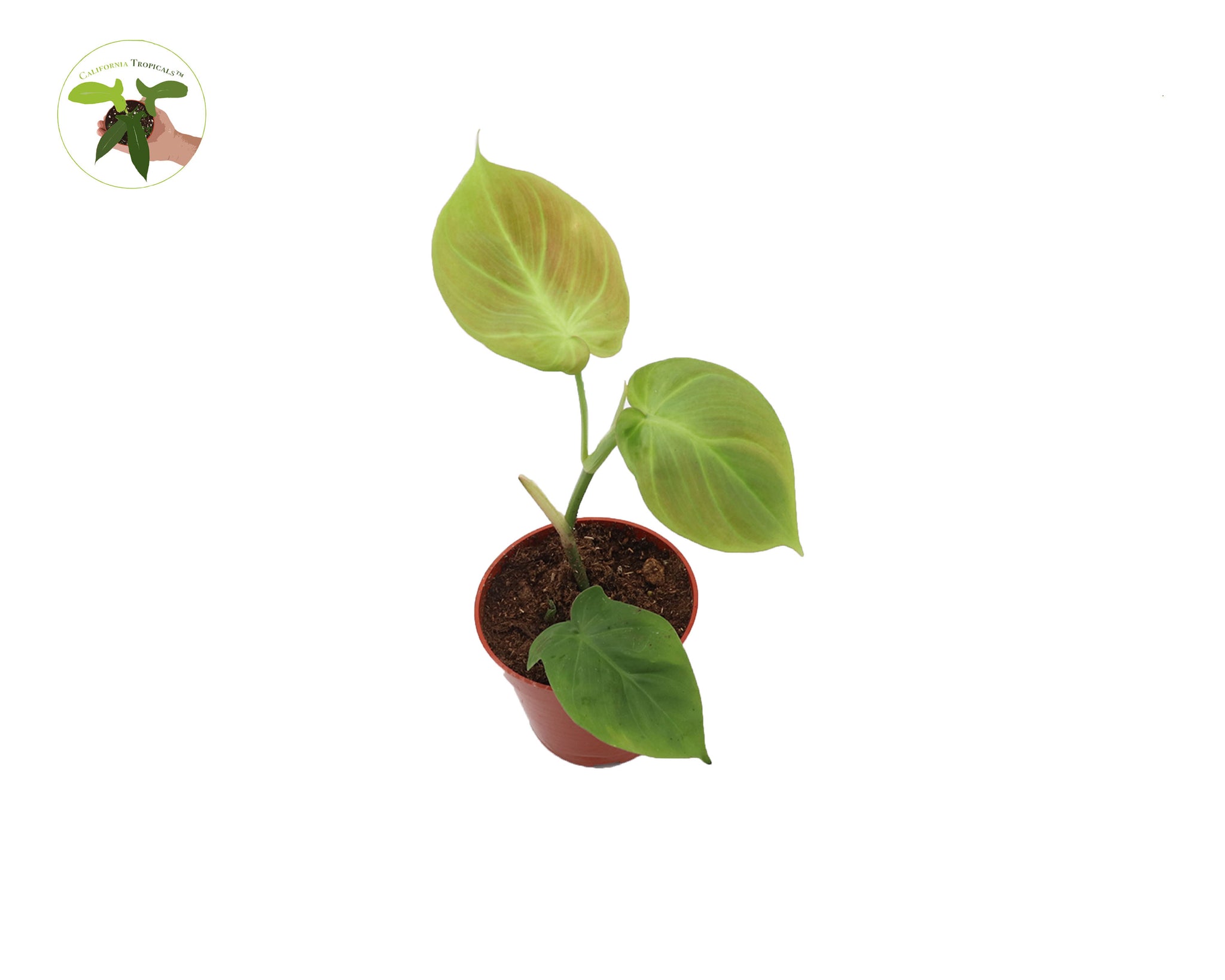 philodendron growers in california Philodendron Camposportoanum 4" -from California Tropicals