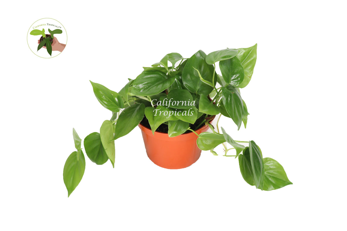 Standard Philodendron Cordatum live plant in a 6" grower's pot
