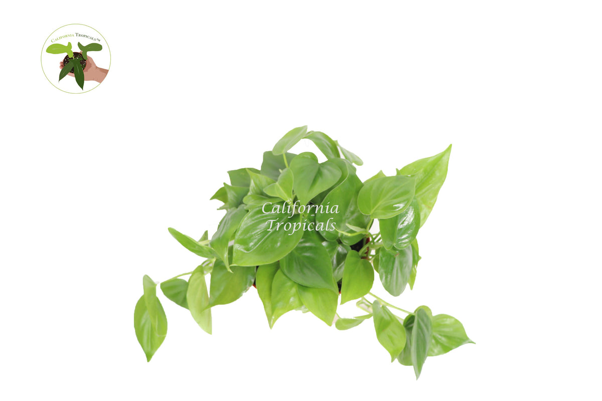 Philodendron Cordatum live plant foliage detail