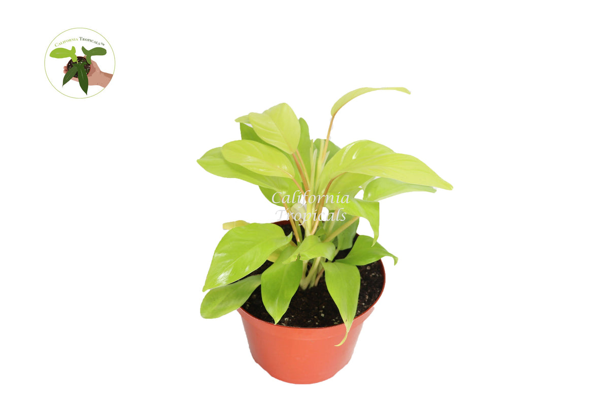 Philodendron Lemon Lime live plant in a 8" grower's pot
