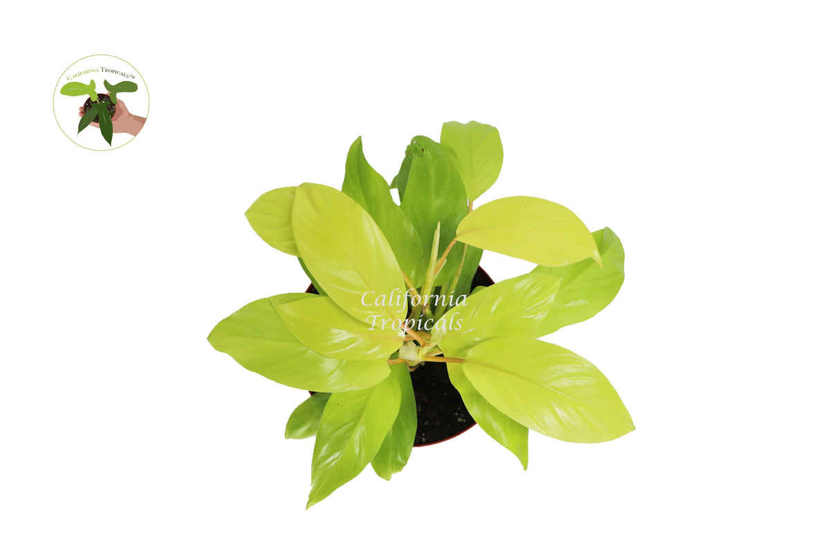 Philodendron Lemon Lime live plant foliage detail