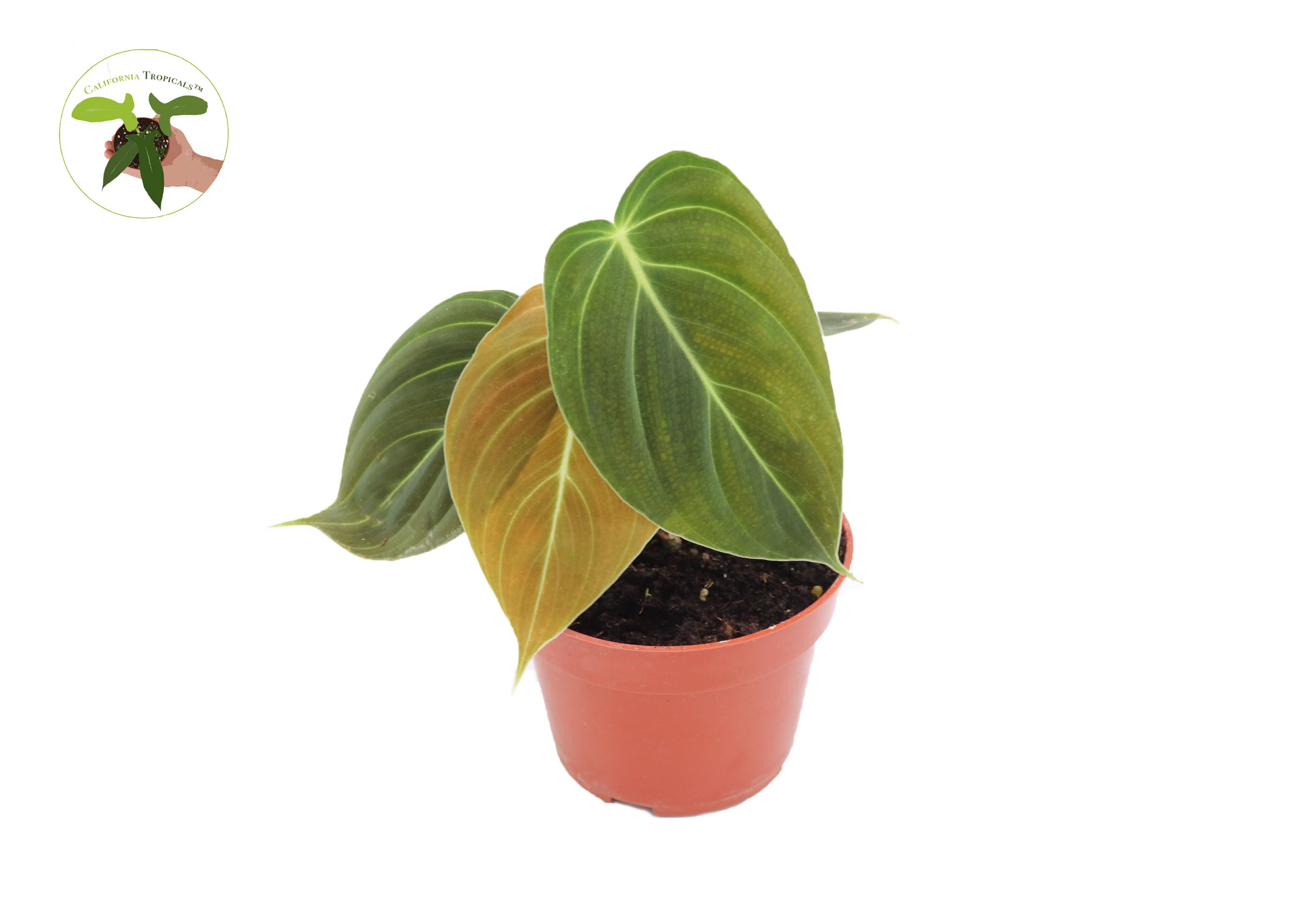 philodendron melanochrysum kaufen Philodendron MELANOCHRYSUM