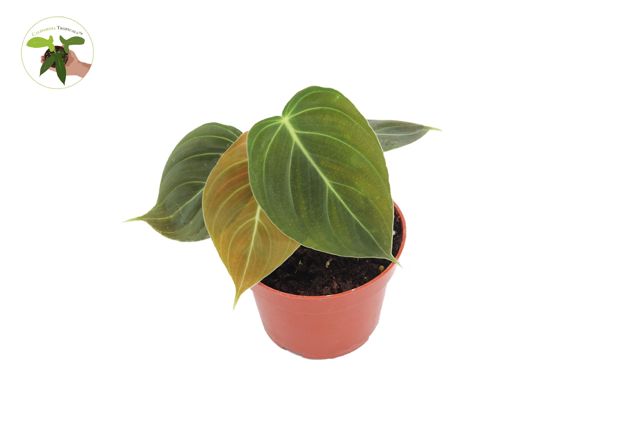 philodendron california Philodendron MELANOCHRYSUM