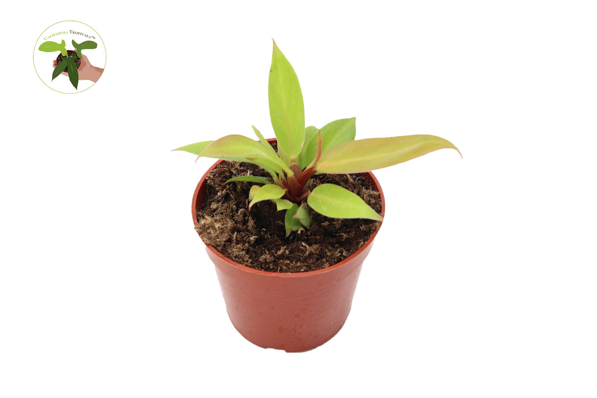 Philodendron Prince of Orange live plant in a 4" grower's pot