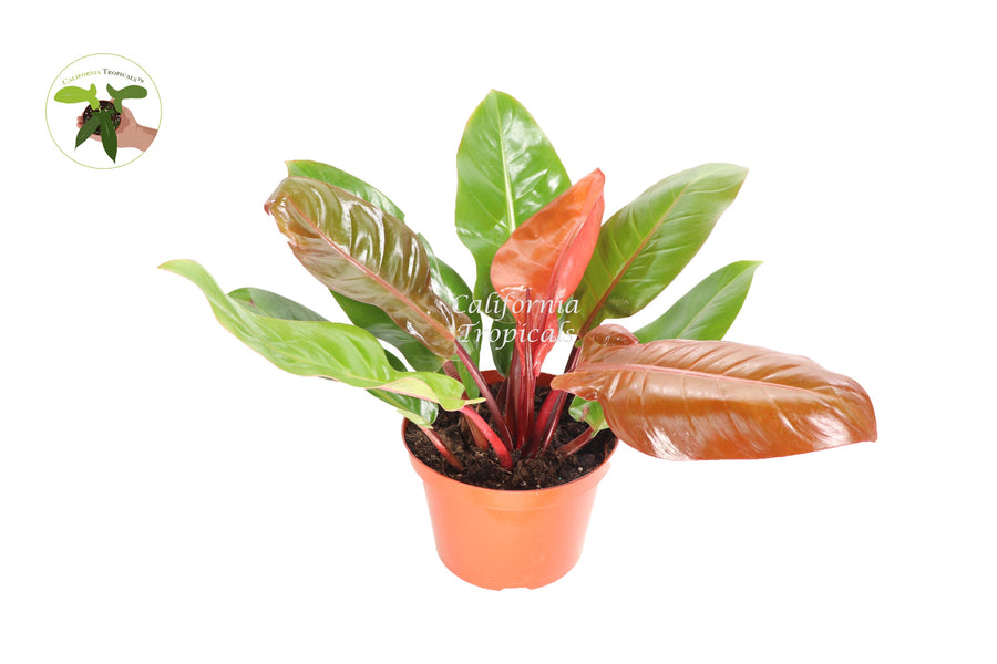 Philodendron Prince of Orange live plant in a 8" grower's pot