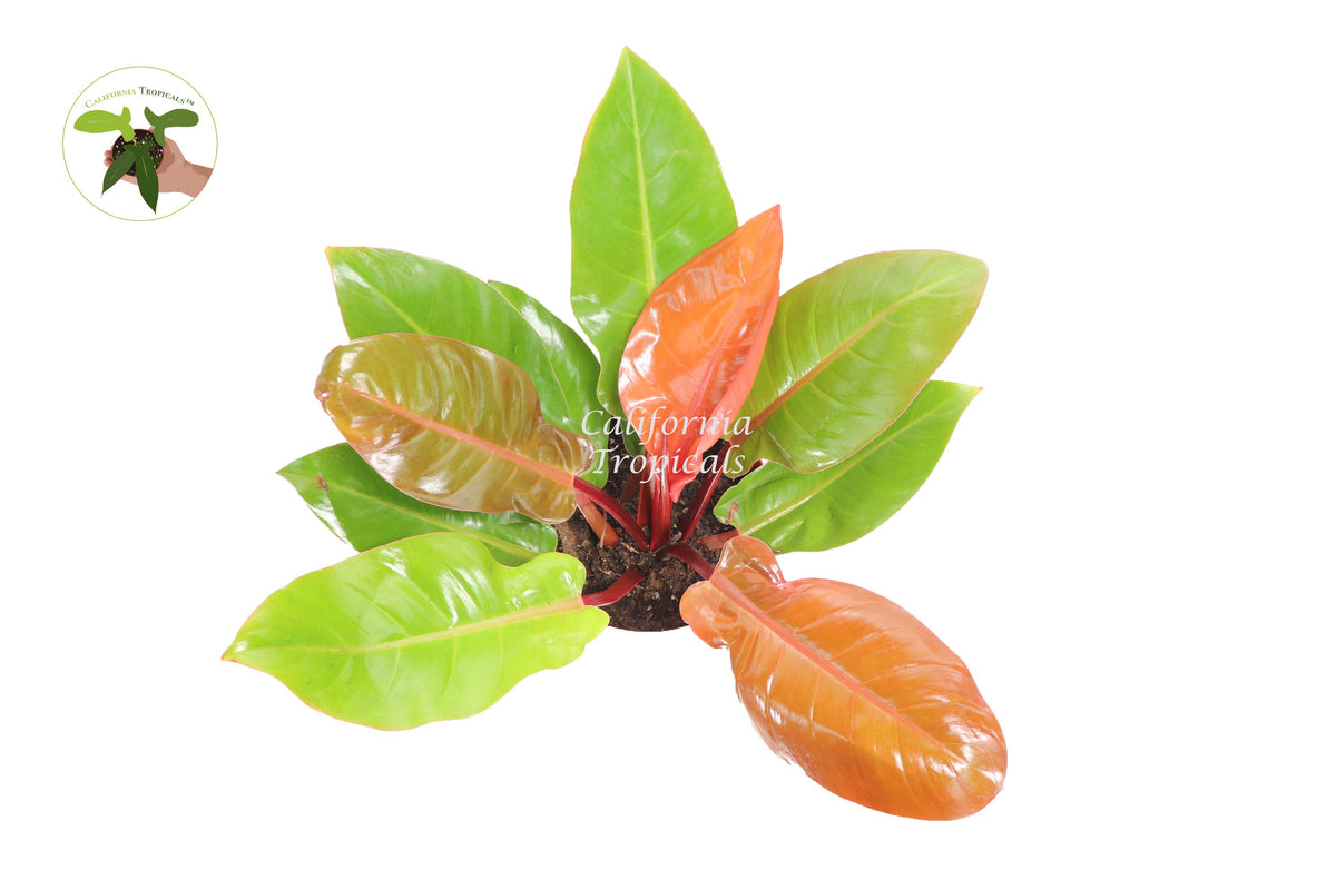 Philodendron Prince of Orange live plant foliage detail