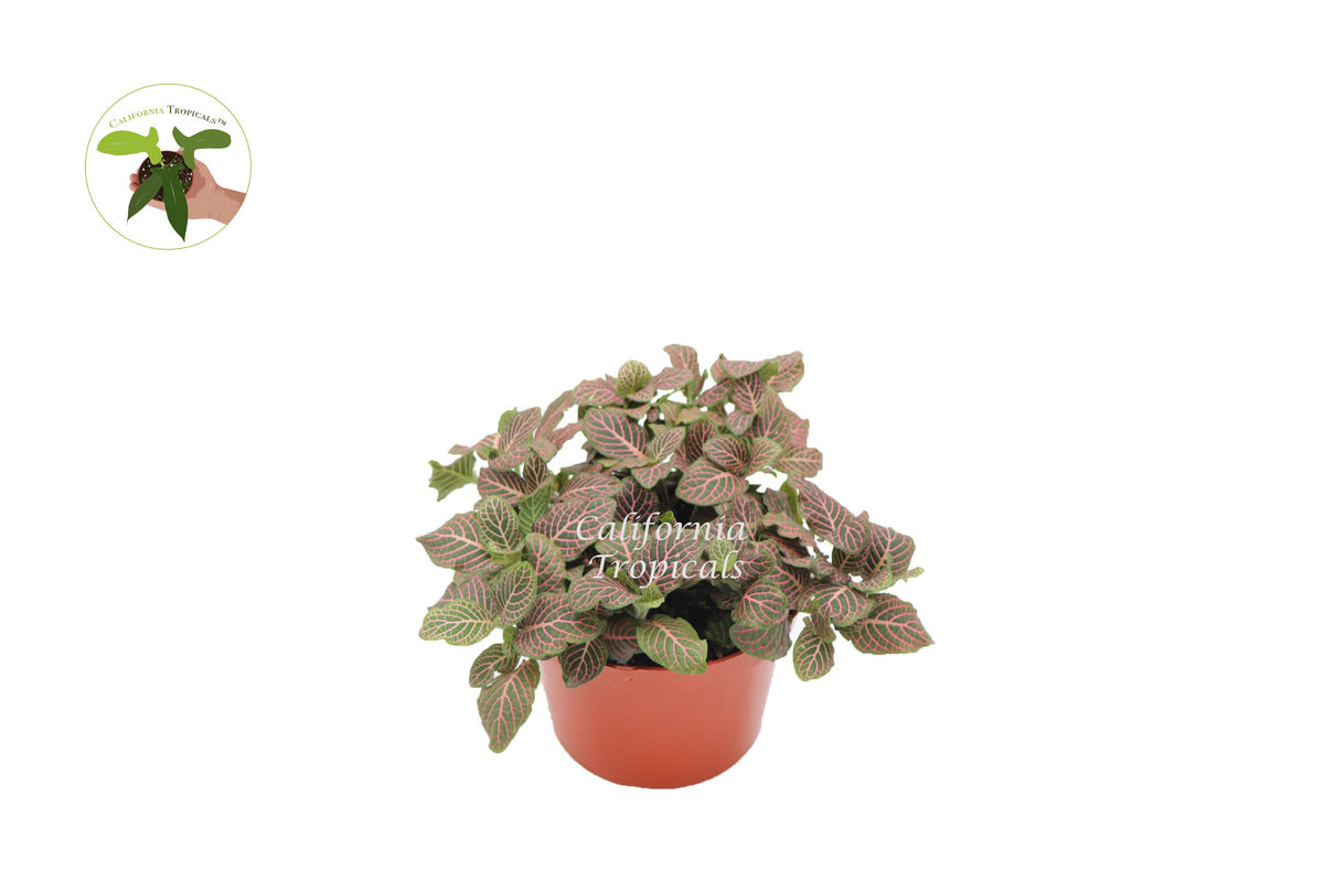 Pink Fittonia Nerve Plant in a 6" grower's pot