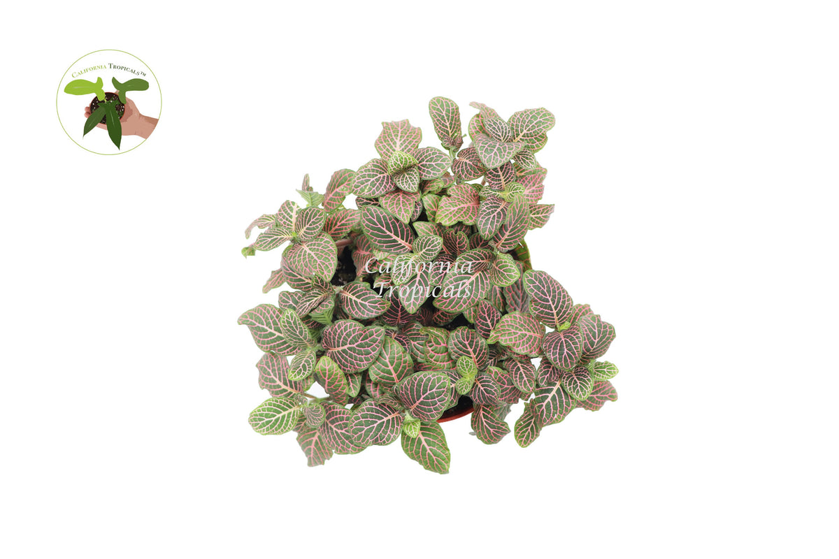Fittonia Nerve Plant foliage detail