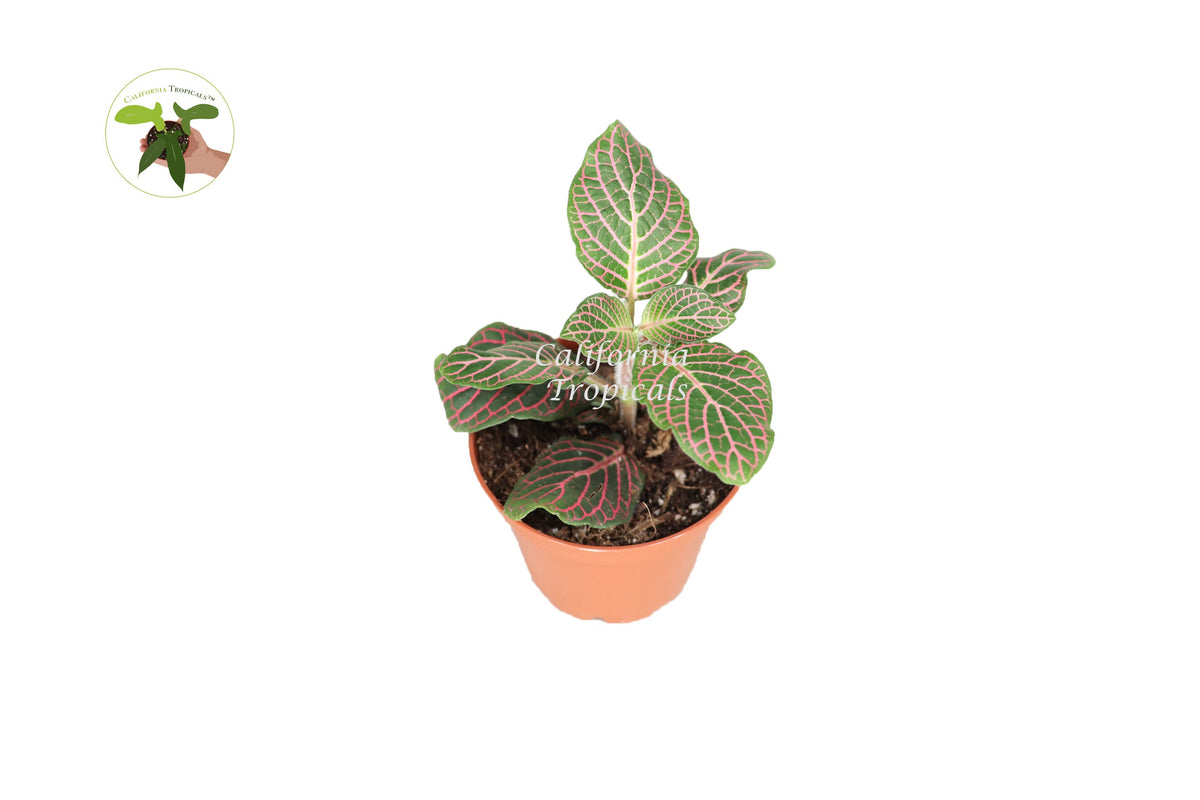 Pink Fittonia Nerve Plant in a 3" grower's pot