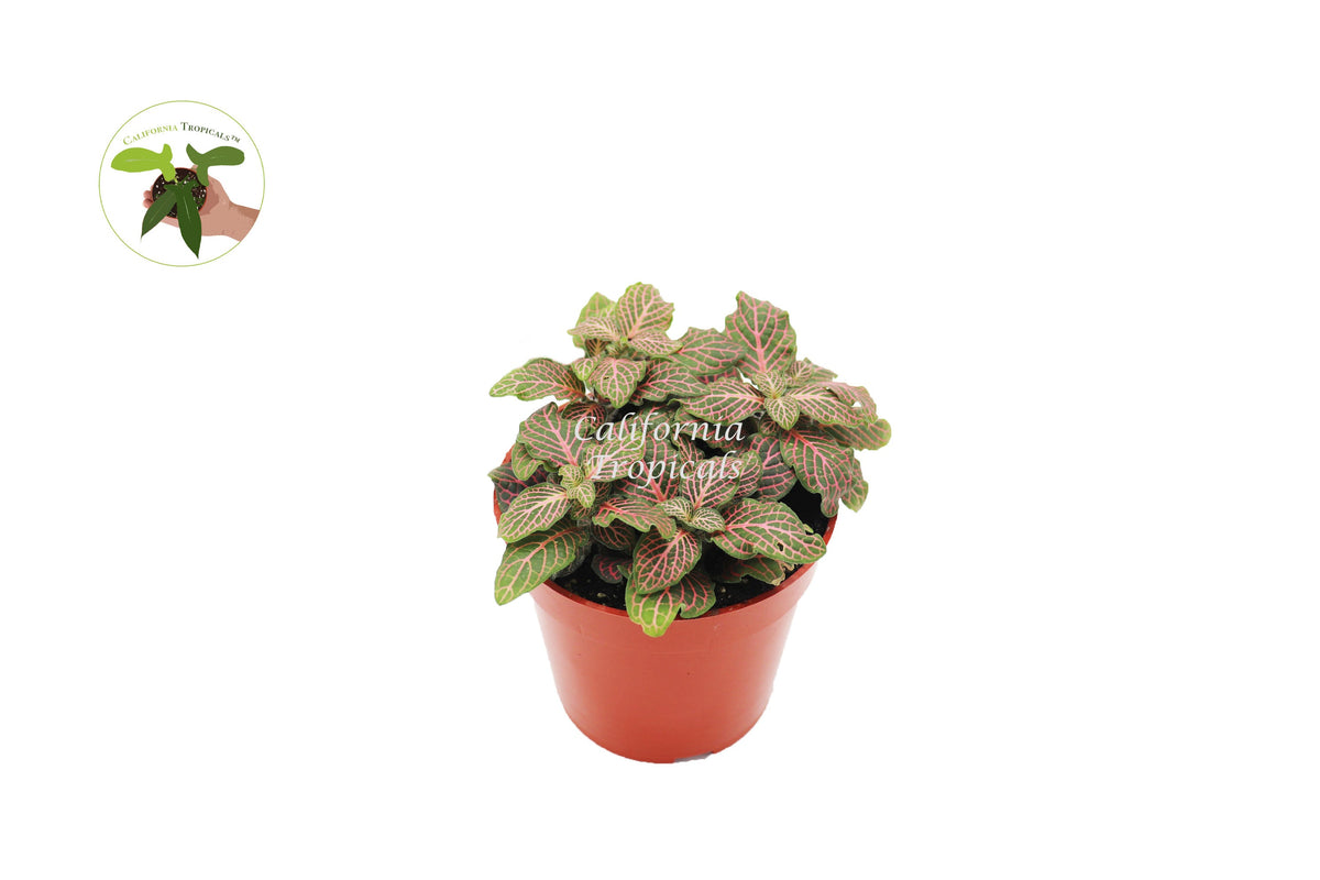 Pink Fittonia Nerve Plant in a 4" grower's pot