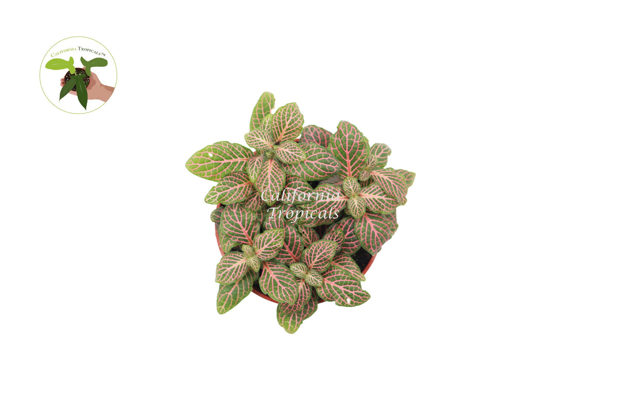 Fittonia Nerve Plant foliage detail