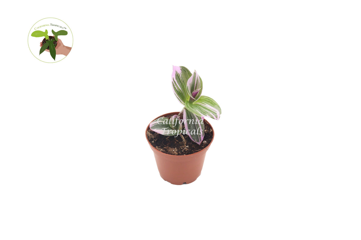 Pink Wandering Jew Nanouk (Tradescantia) live plant in a 2" grower's pot