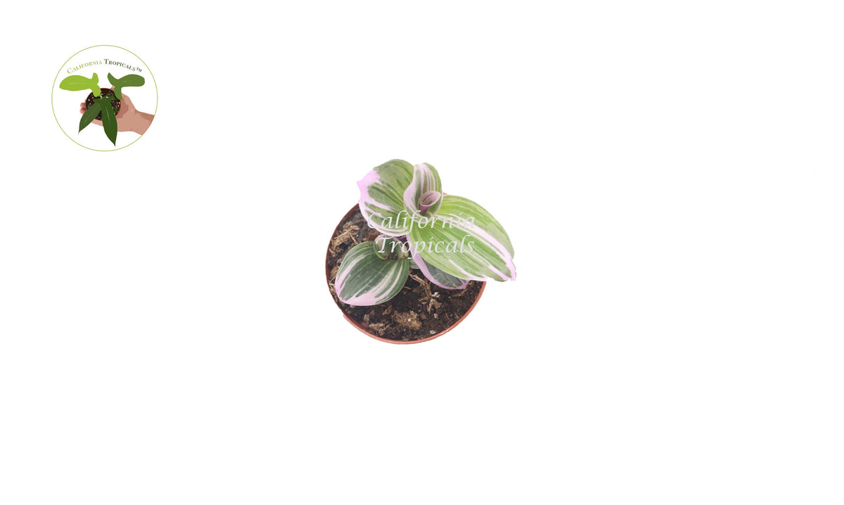 Pink Wandering Jew Nanouk (Tradescantia) live plant foliage detail