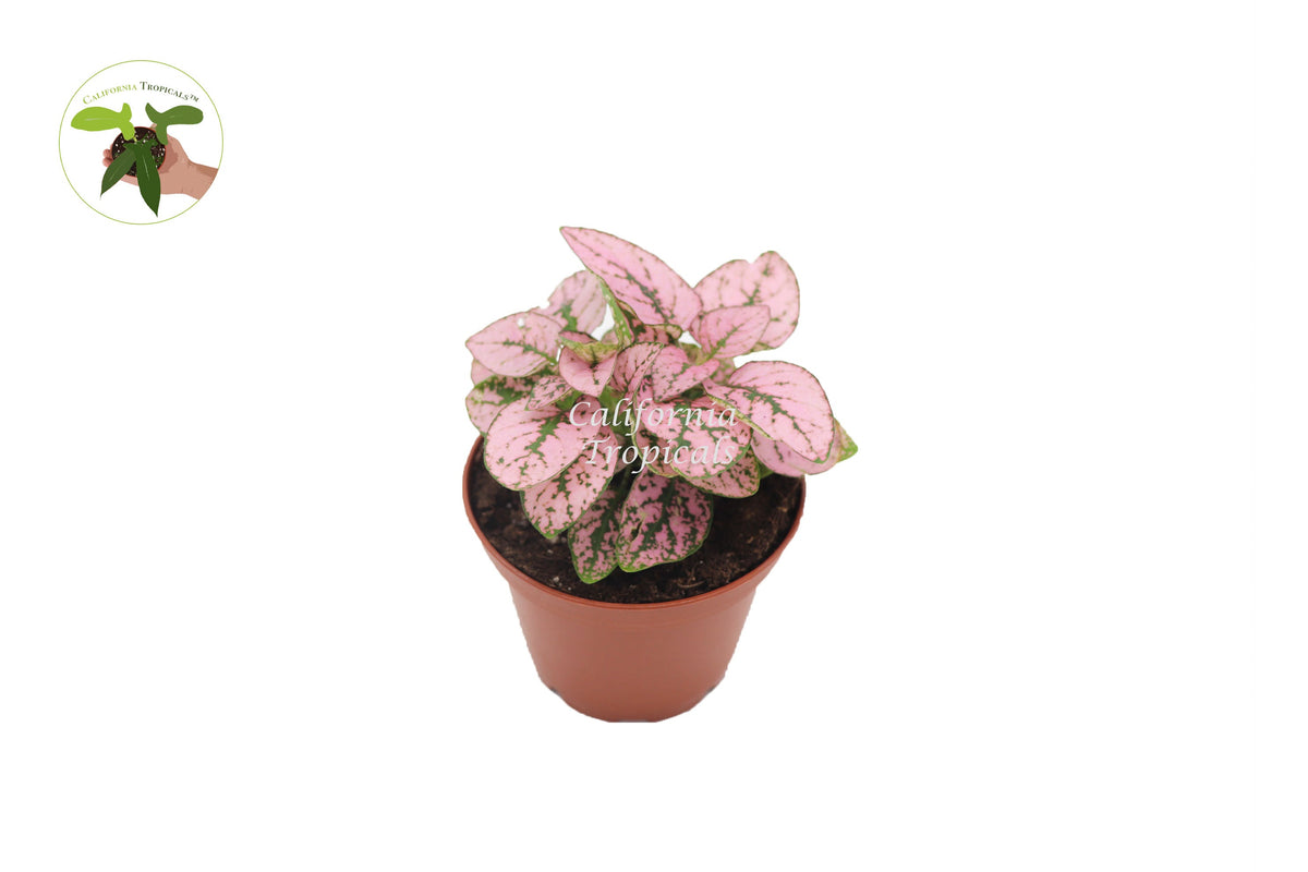 Polka Dot Plant (Hypoestes), Pink