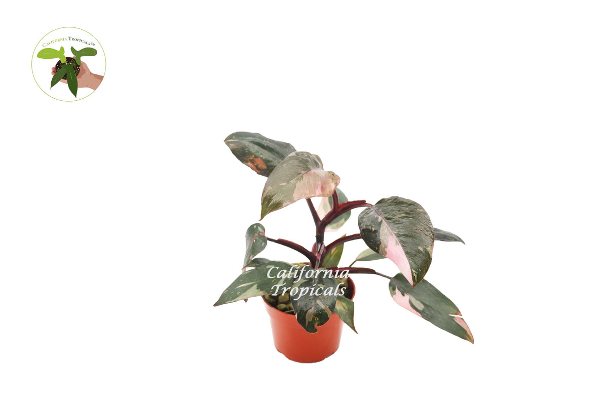 Philodendron Princess live plant, Pink