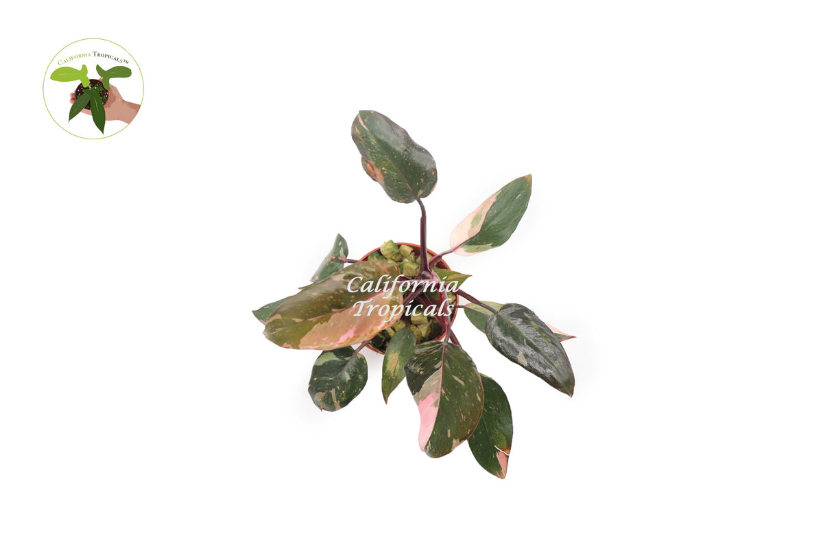 Philodendron Princess live plant foliage detail
