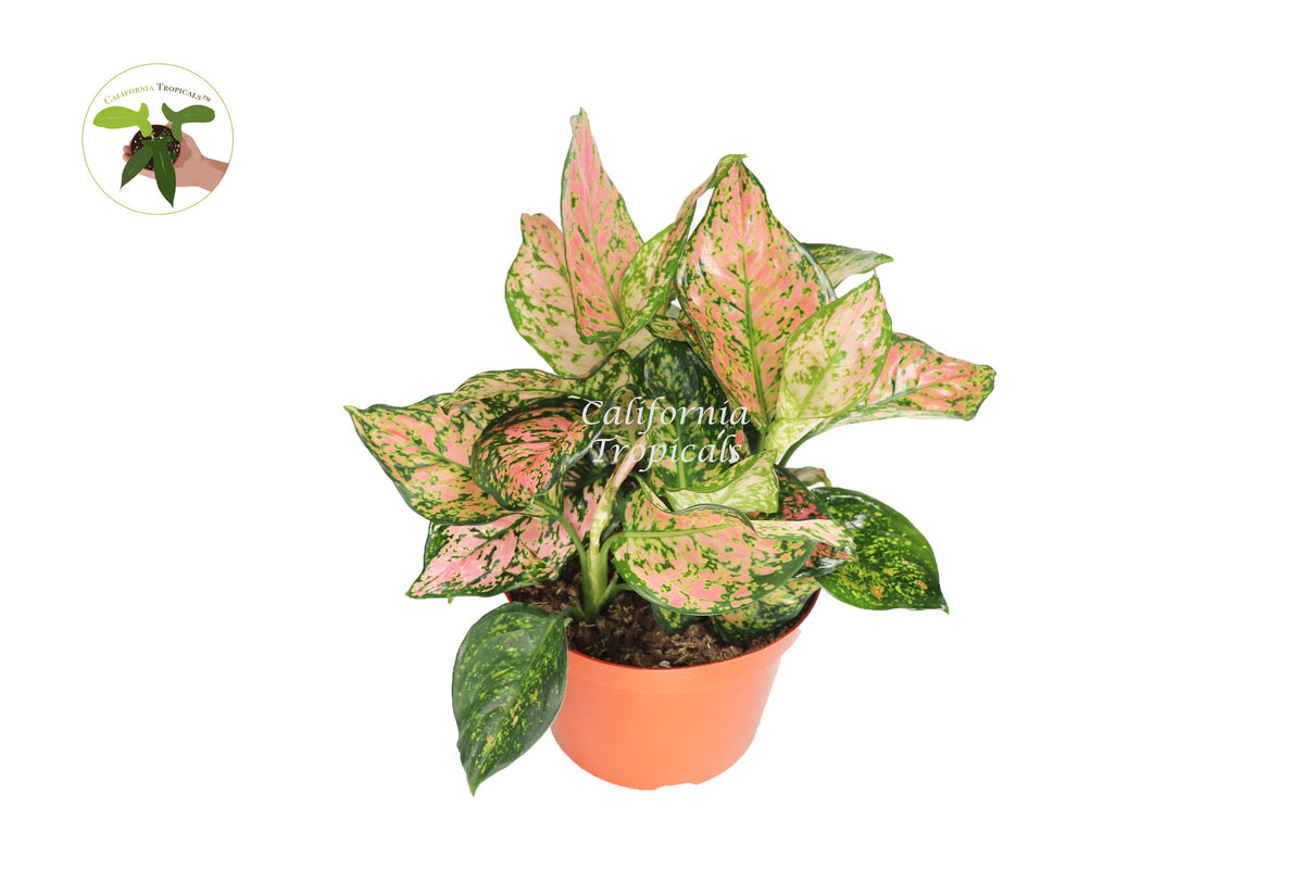 Pink Valentine Hoya live plant in a 8" grower's pot