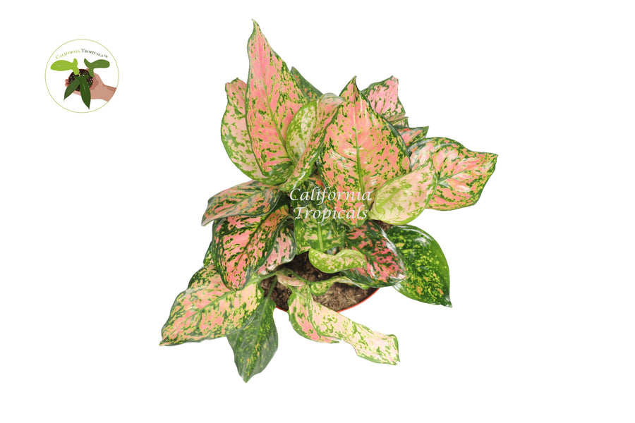 Pink Valentine Hoya live plant foliage detail