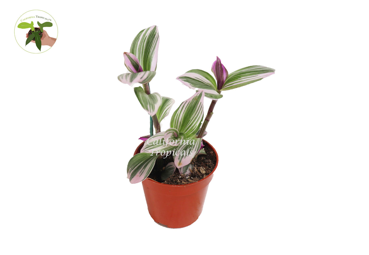Pink Wandering Jew Nanouk (Tradescantia) live plant in a 4" grower's pot
