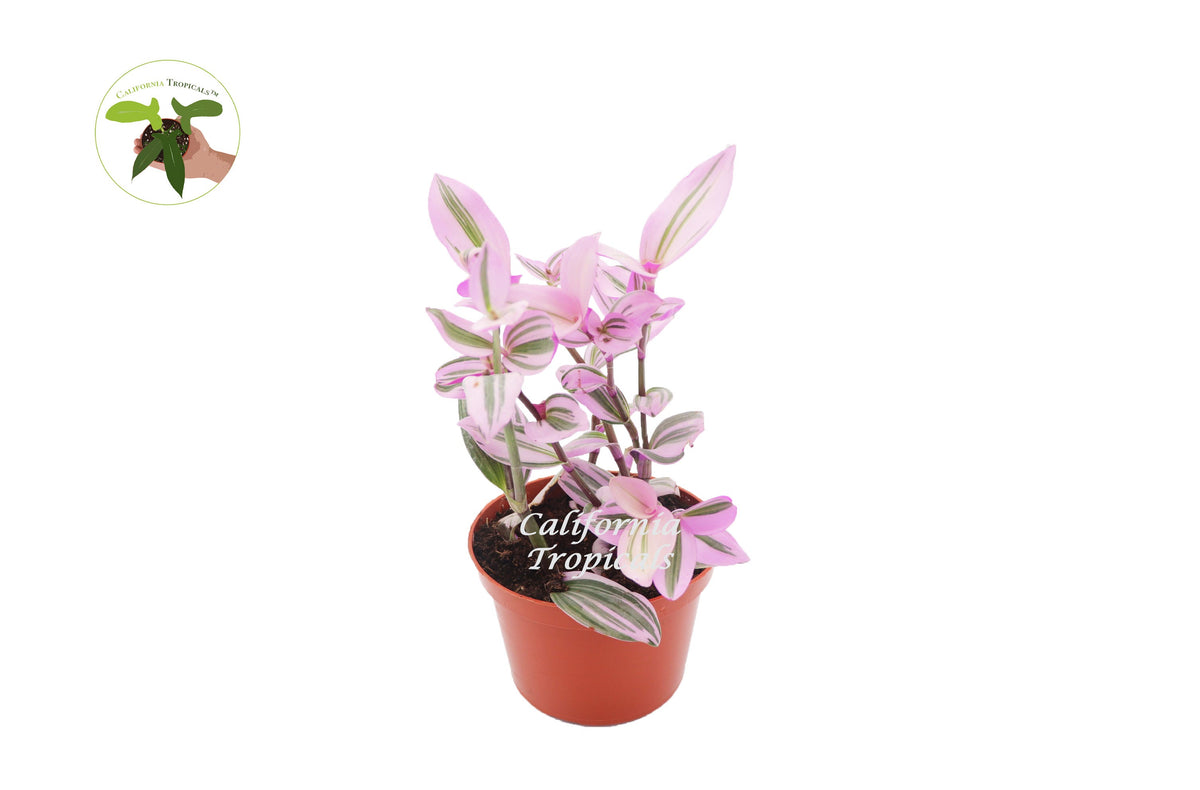 Pink Wandering Jew Nanouk (Tradescantia) live plant in a 6" grower's pot