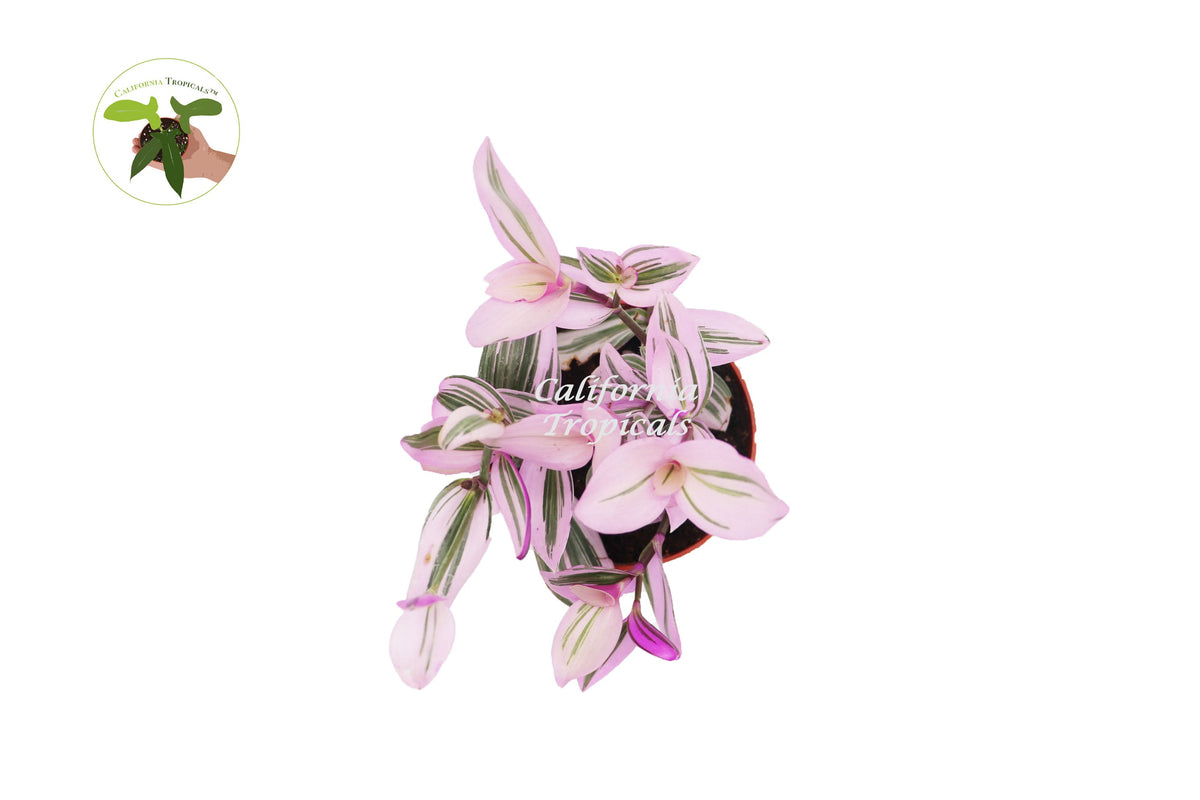 Pink Wandering Jew Nanouk (Tradescantia) live plant foliage detail