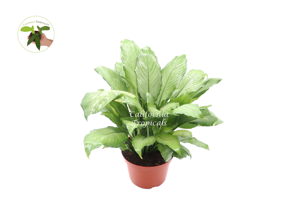 Platinum Mist Peace Lily live plant in a 8" grower's pot