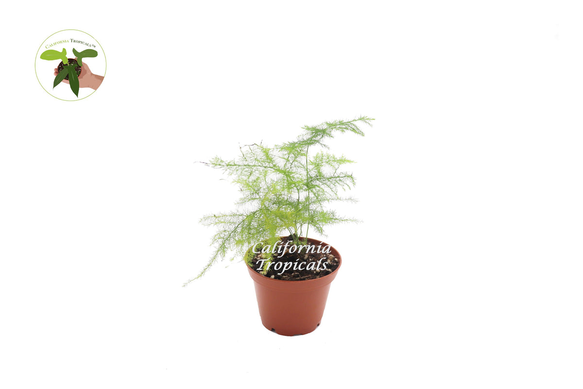 Plumosa Fern (Asparagus Setaceus) in a 3" grower's pot