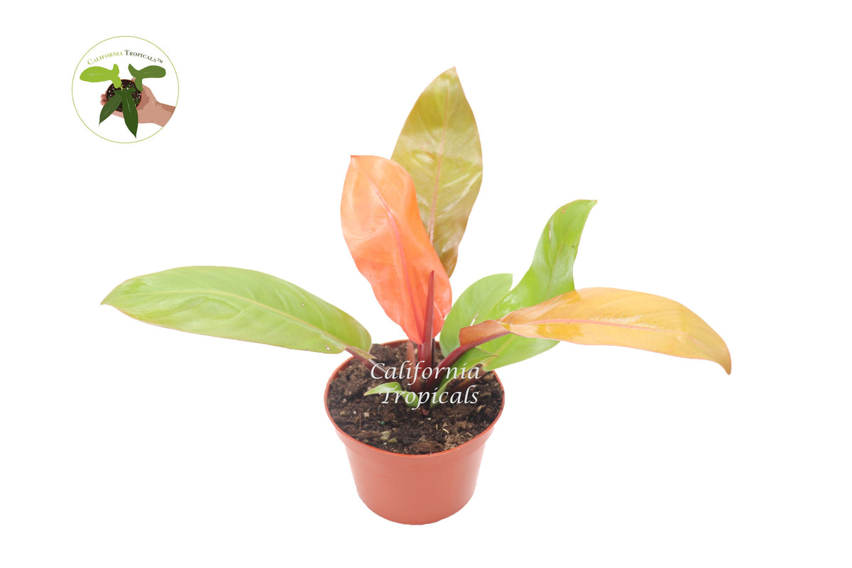 Philodendron Prince of Orange live plant in a 6" grower's pot