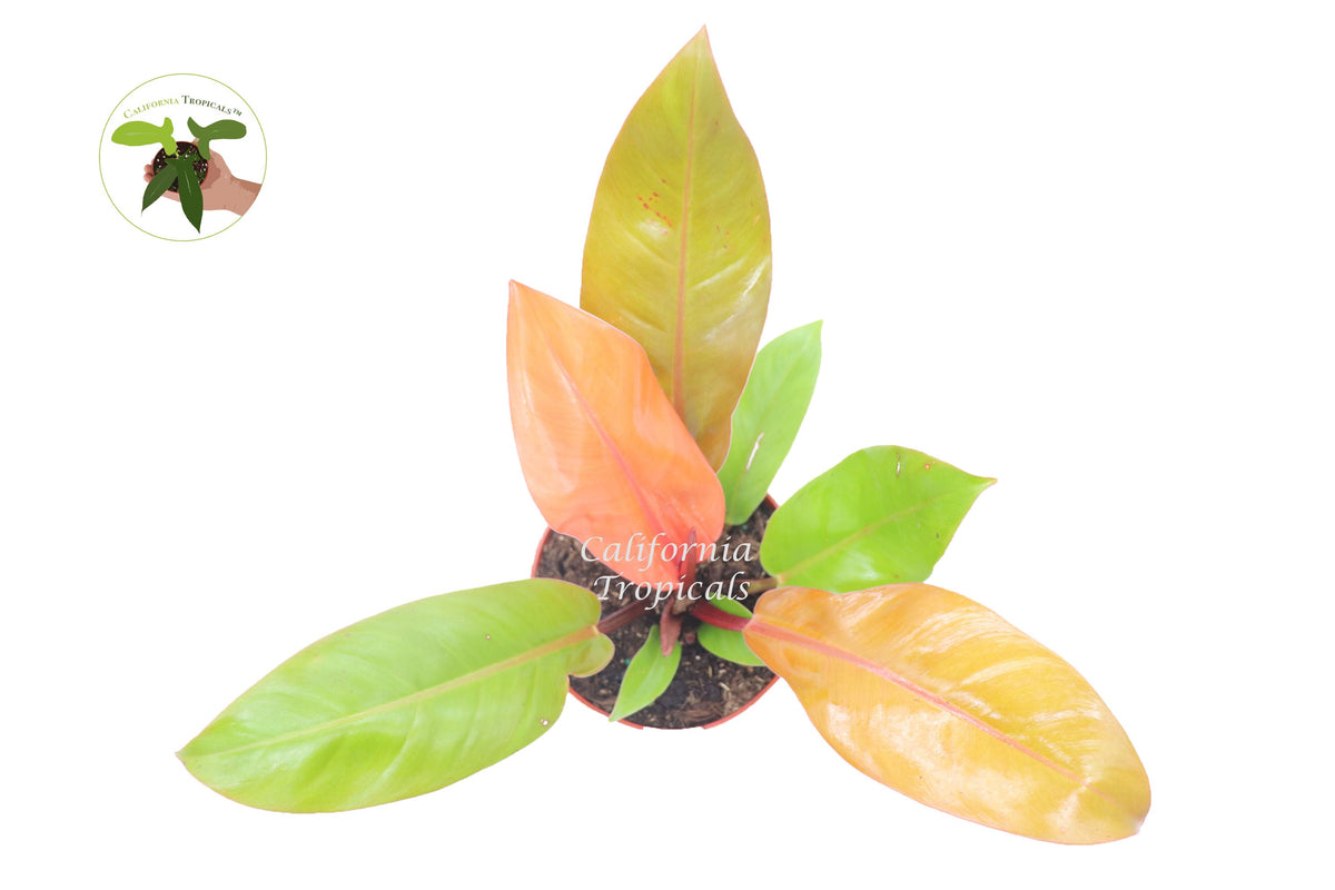 Philodendron Prince of Orange live plant foliage detail