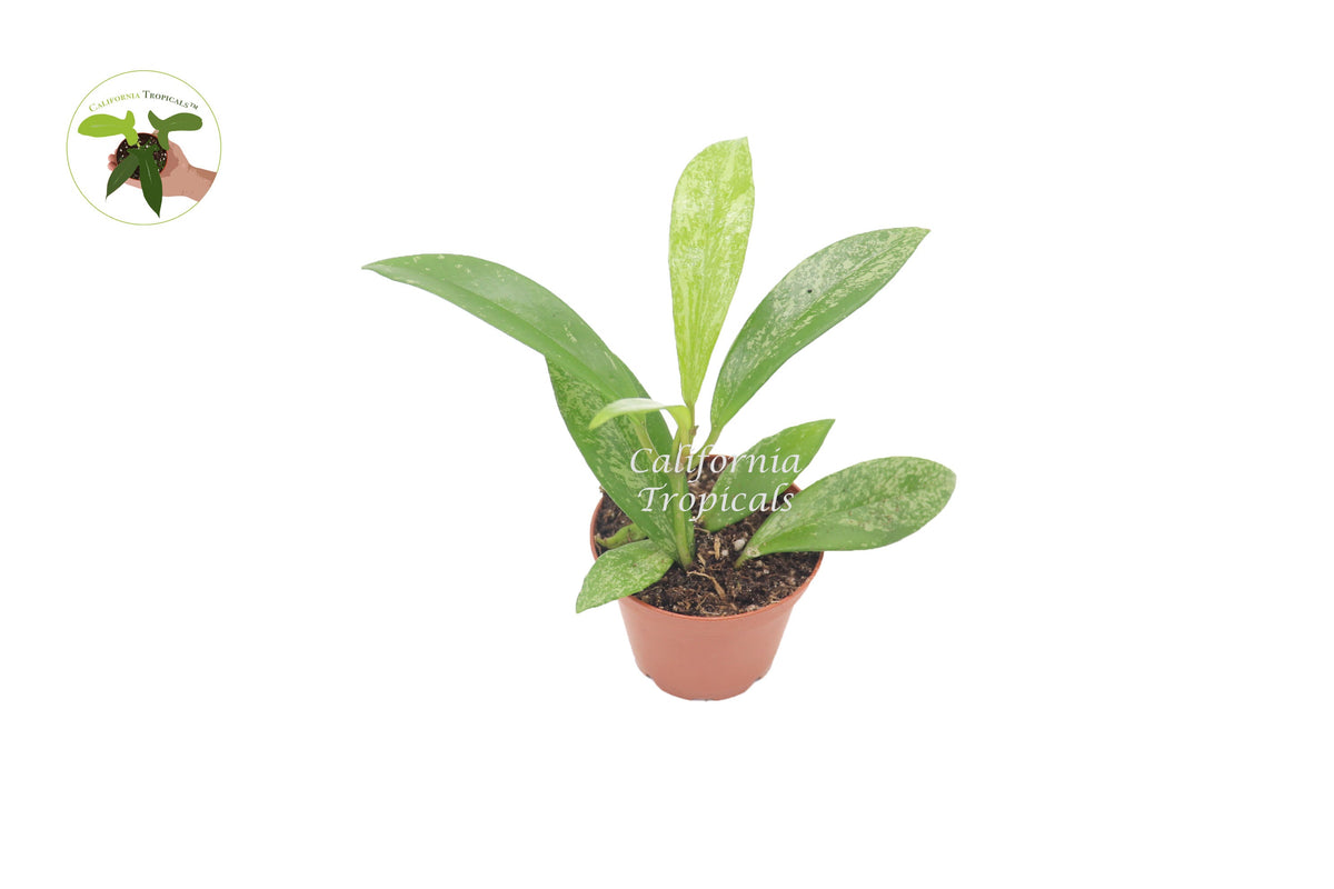 Hoya Pubicalyx Splash Wax live plant in a 2" grower's pot
