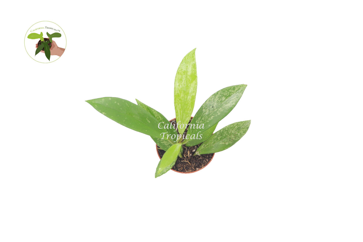 Hoya Pubicalyx Splash Wax live plant foliage detail