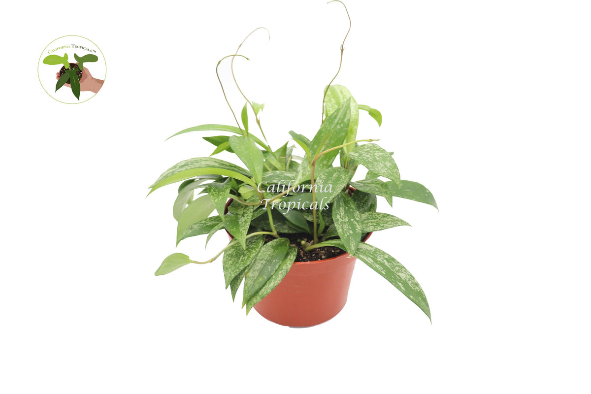 Hoya Pubicalyx Splash Wax live plant in a 6" grower's pot
