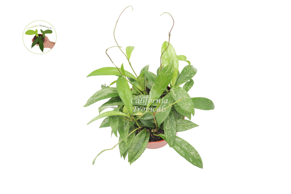 Hoya Pubicalyx Splash Wax live plant foliage detail