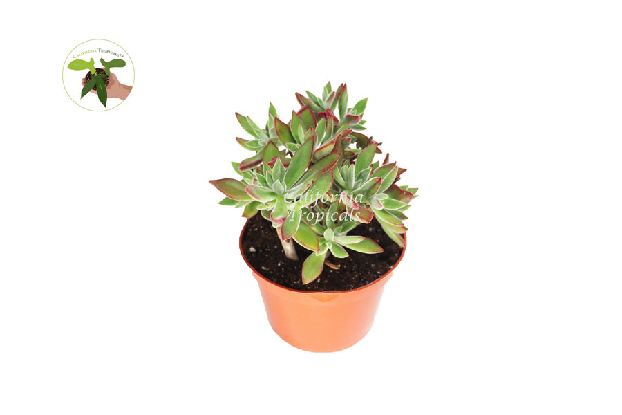 Kalanchoe Pulvinata Ruby live plant in a 6" grower's pot