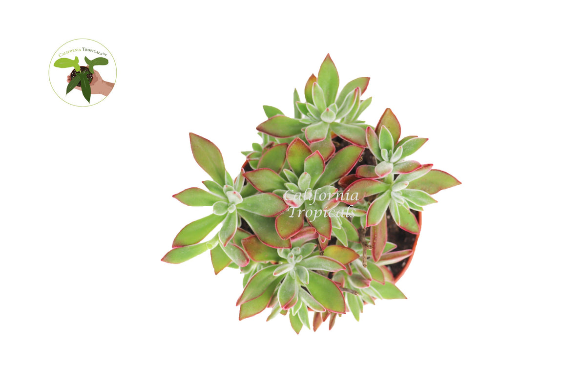 Kalanchoe Pulvinata Ruby live plant foliage detail