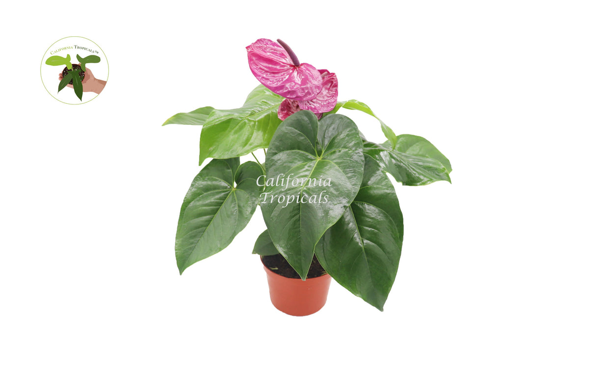 Purple Anthurium live plant in a 6" grower's pot