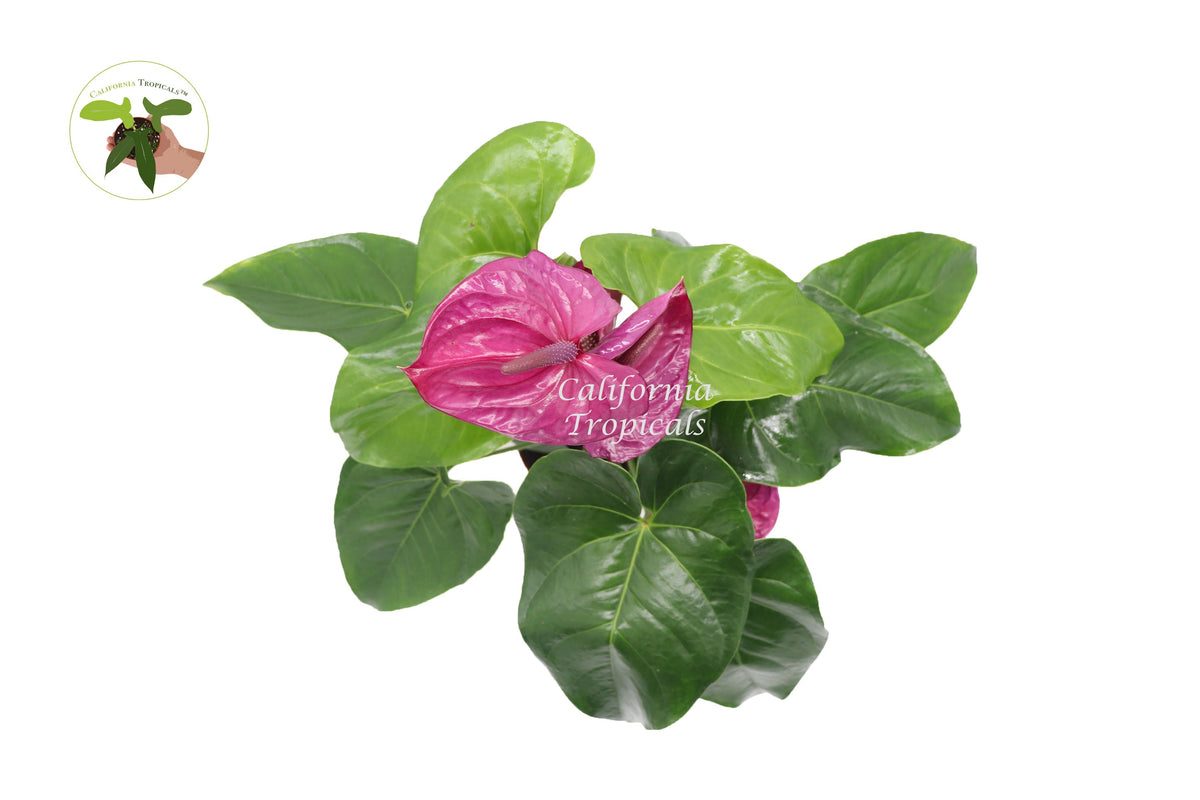 Anthurium live plant foliage detail