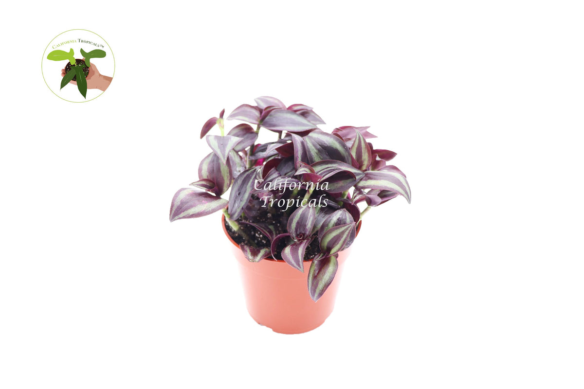 Dark Desire Wandering Jew (Tradescantia) live plant in a 4" grower's pot