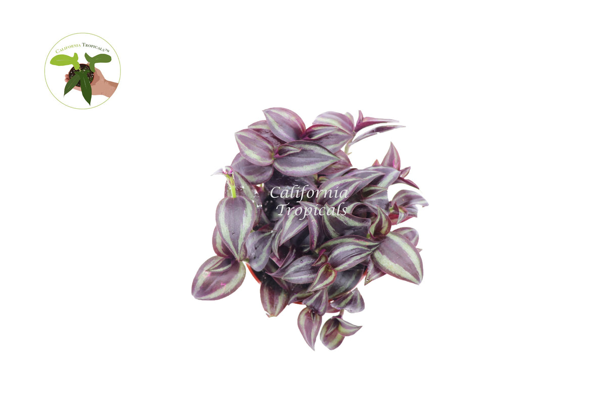Dark Desire Wandering Jew (Tradescantia) live plant foliage detail