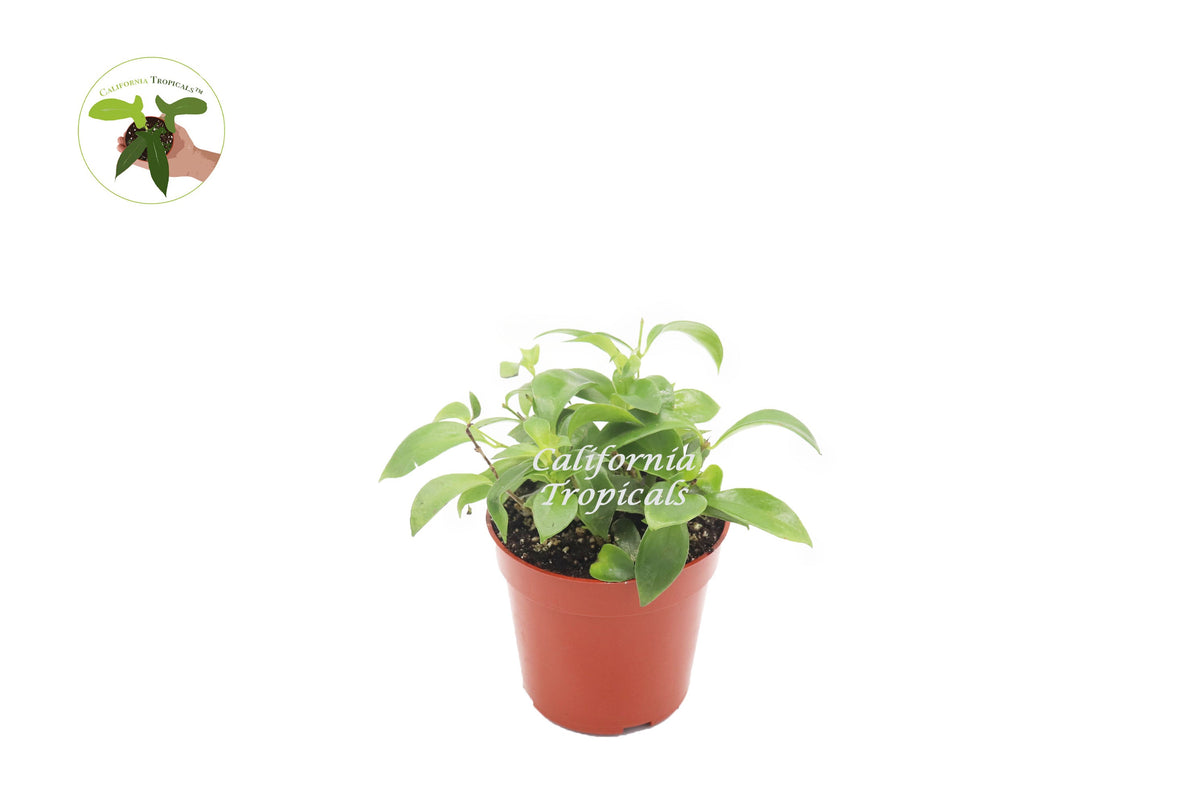 Purple Star (Lipstick Plant) in a 4" grower's pot