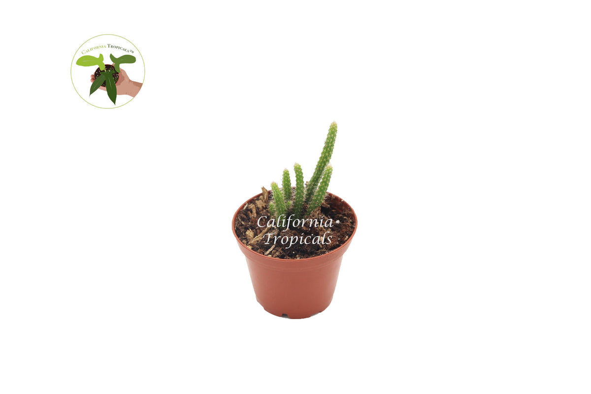 Rat Tail Cactus (Aporocactus Flagelliformis) in a 2" grower's pot