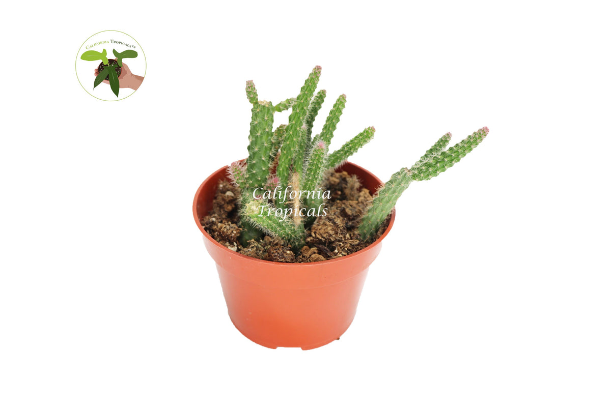 Rat Tail Cactus (Aporocactus Flagelliformis) in a 4" grower's pot
