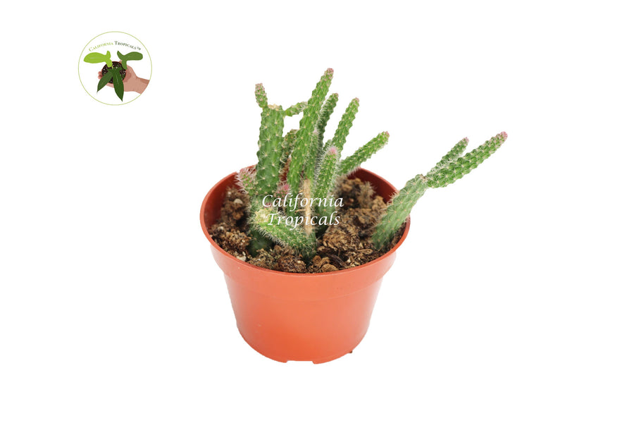 Rat Tail Cactus (Aporocactus Flagelliformis) in a 4" grower's pot