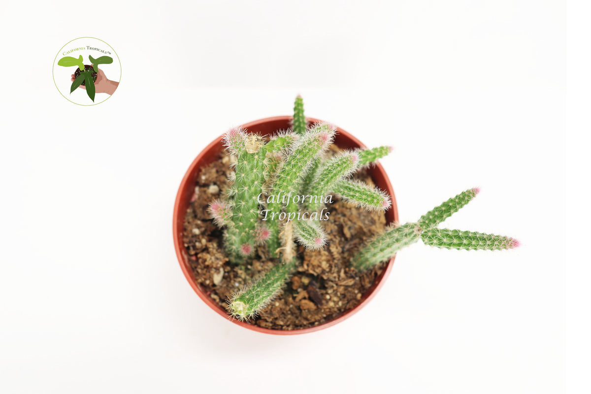 Rat Tail Cactus (Aporocactus Flagelliformis) foliage detail