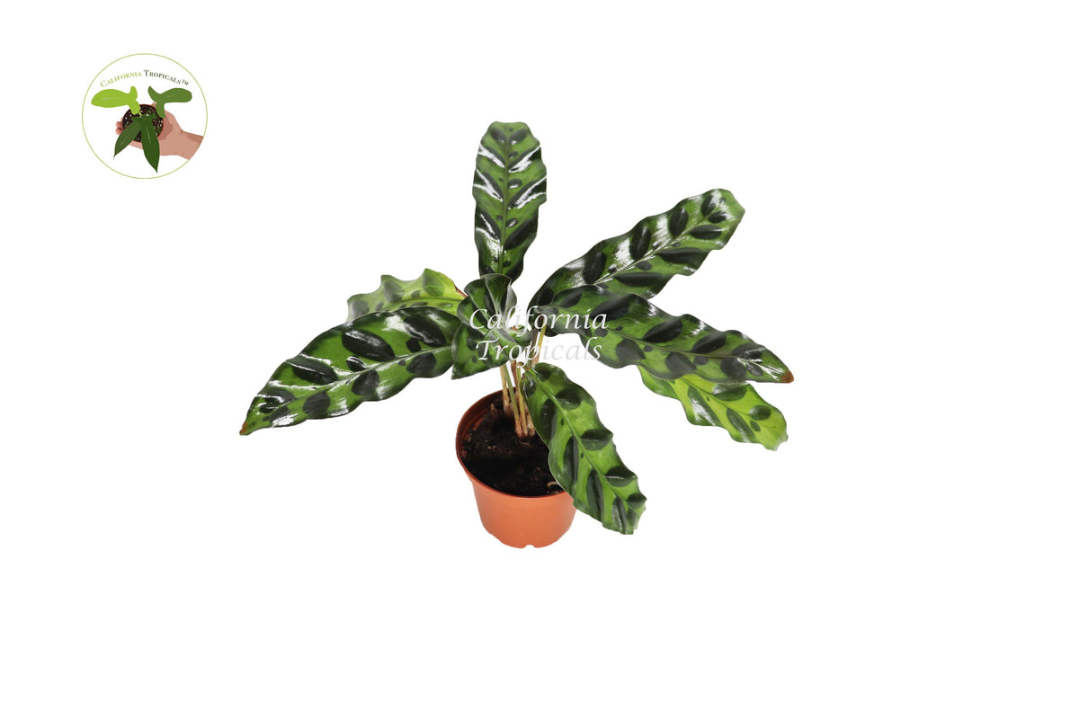 Calathea Rattlesnake Lancifolia live plant in a 3" grower's pot