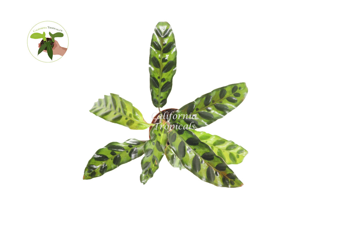 Calathea Rattlesnake Lancifolia live plant foliage detail