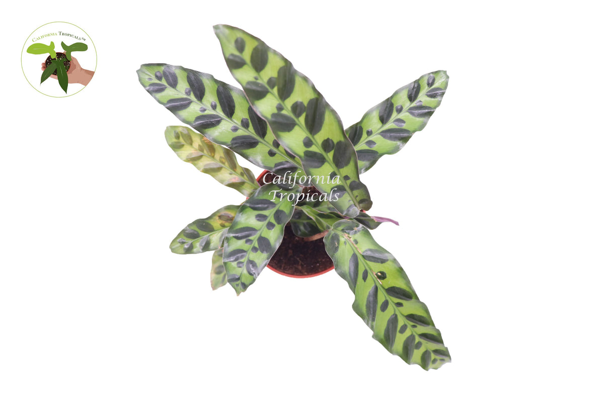 Calathea Rattlesnake Lancifolia live plant foliage detail
