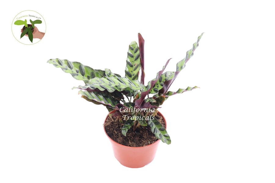Calathea Rattlesnake Lancifolia live plant in a 6" grower's pot